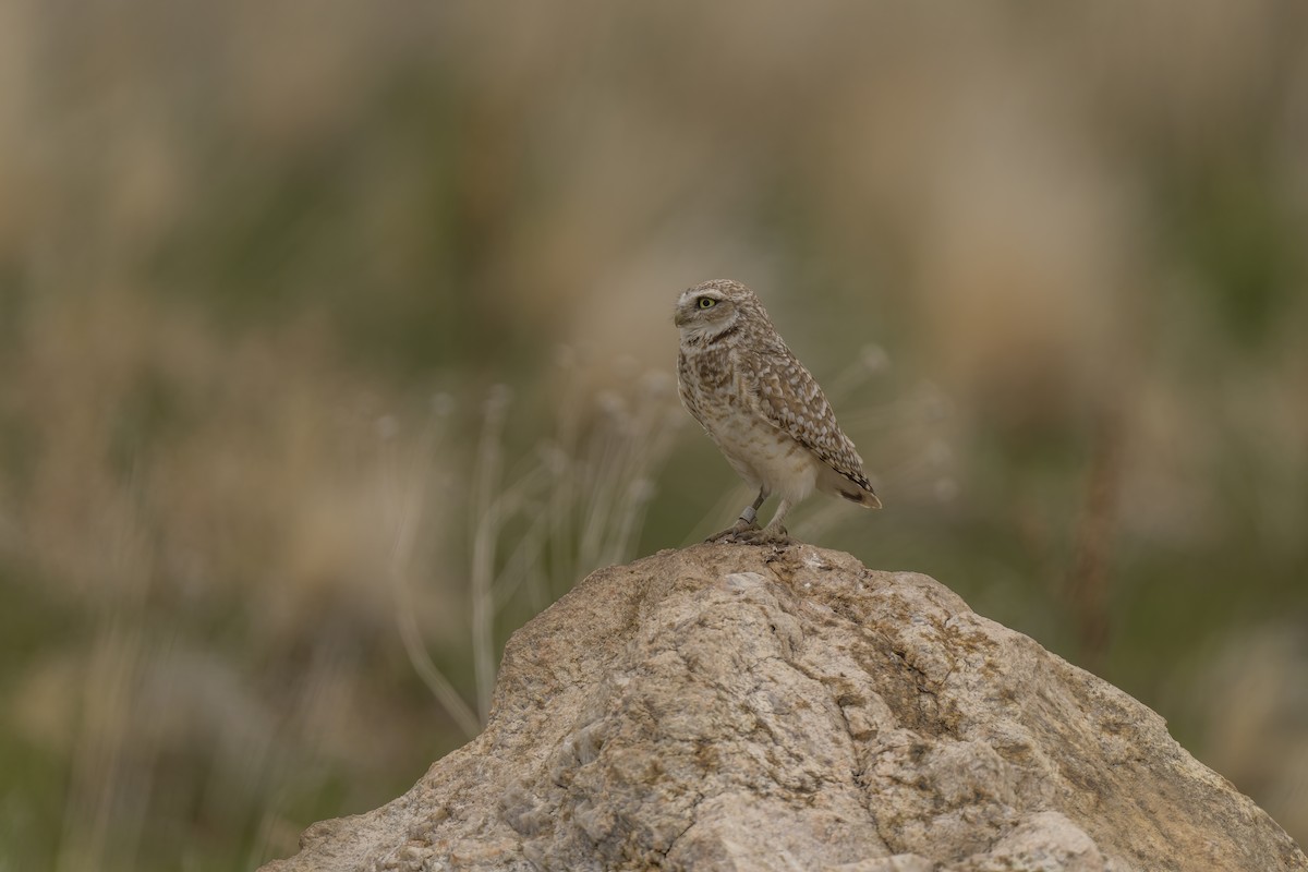 Burrowing Owl - ML618041619