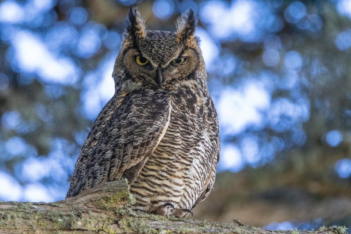 Great Horned Owl - ML618041643