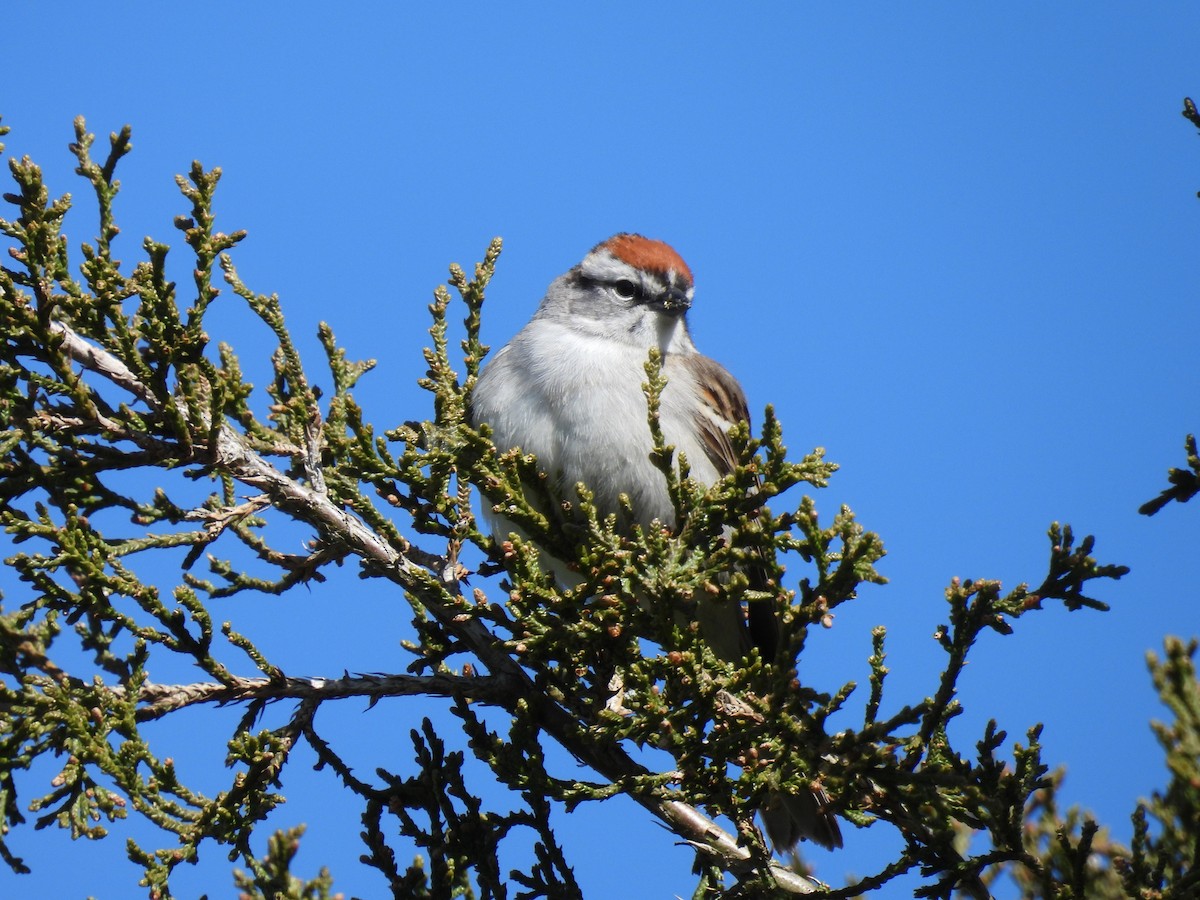 Chipping Sparrow - Sally Avery