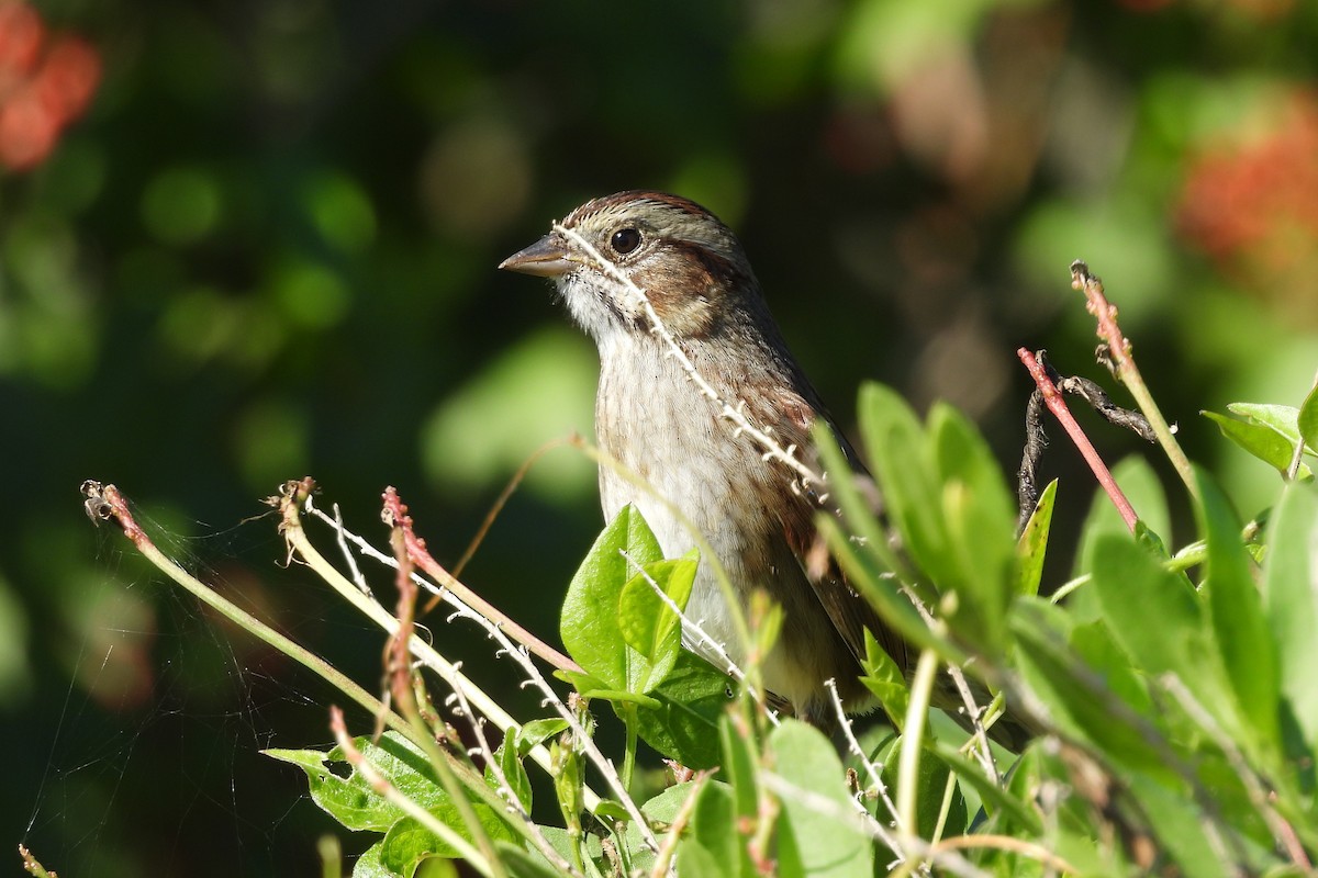 Swamp Sparrow - ML618041657