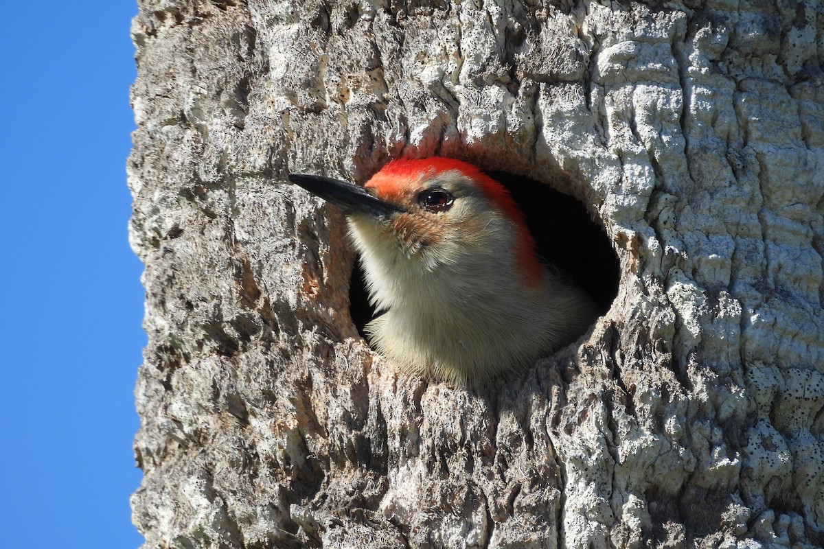 Red-bellied Woodpecker - ML618041708