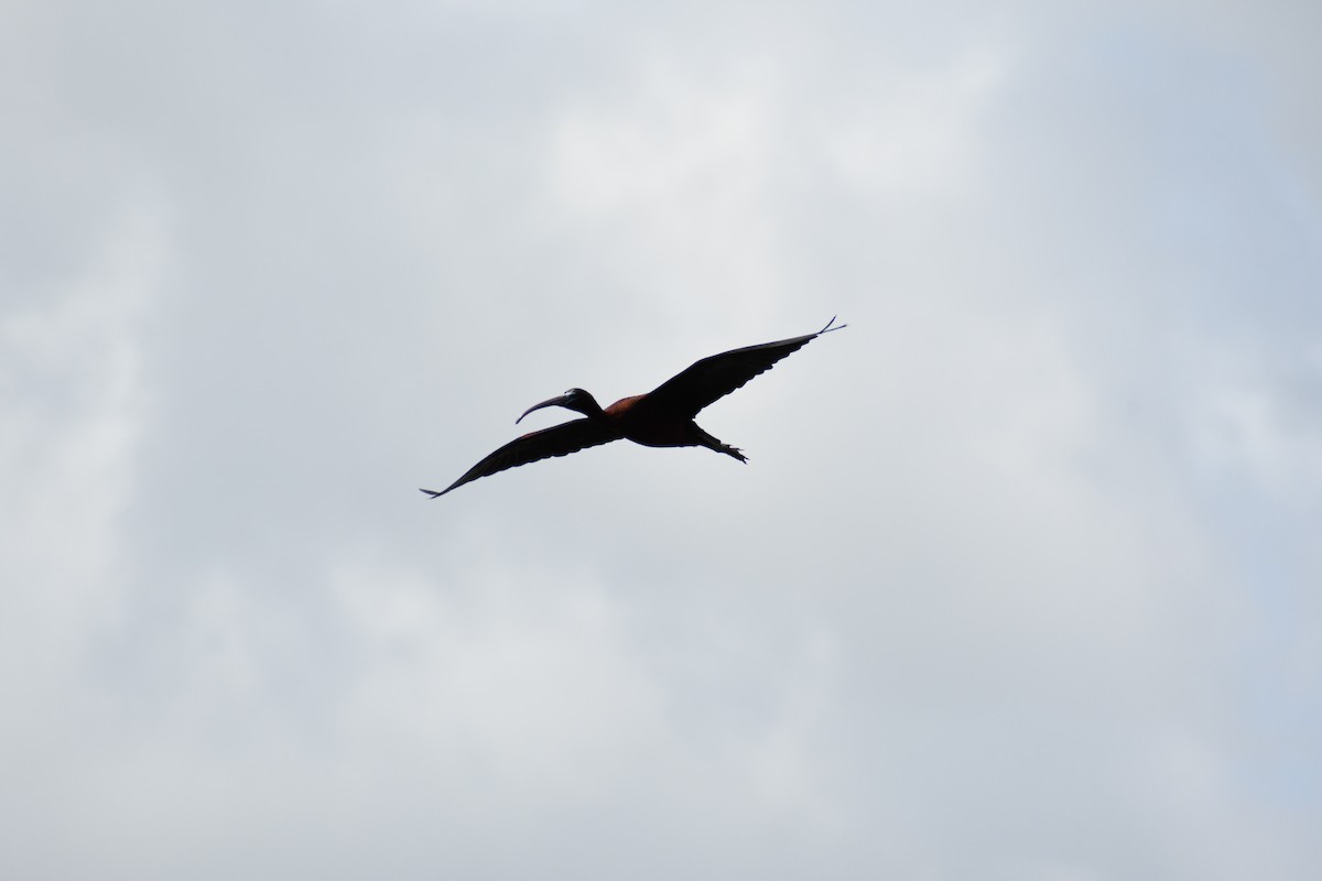 ibis hnědý - ML618041731