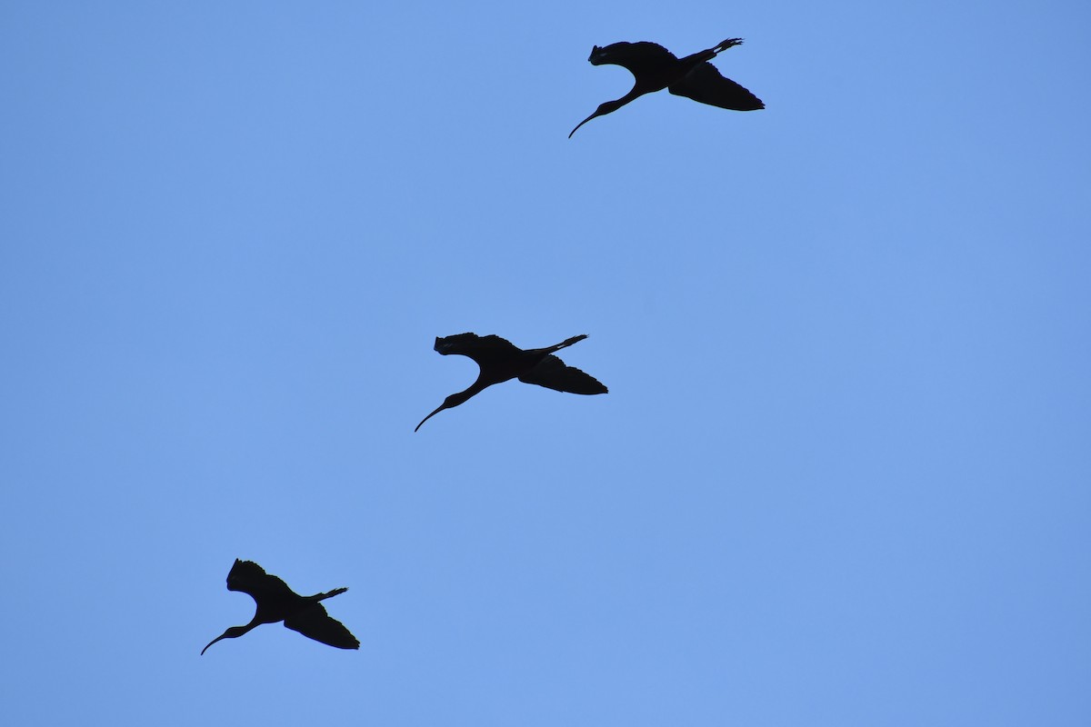 ibis hnědý - ML618041732
