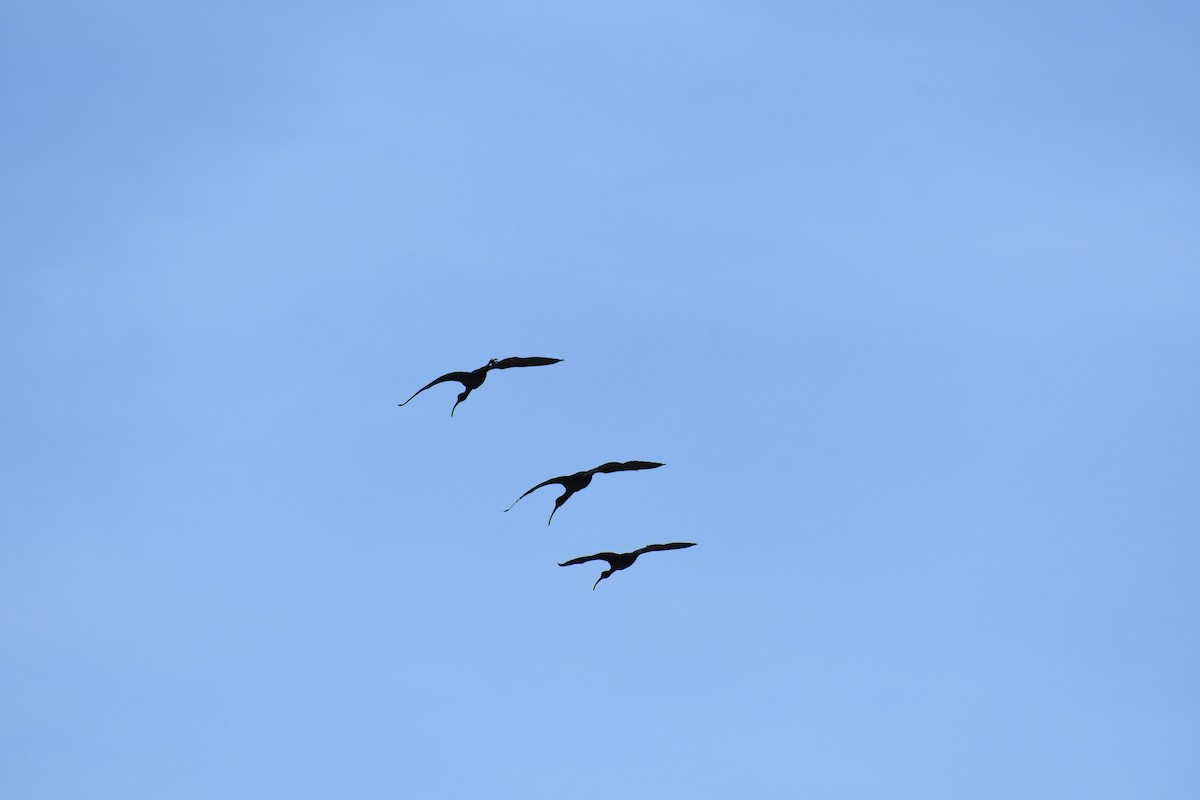 ibis hnědý - ML618041734