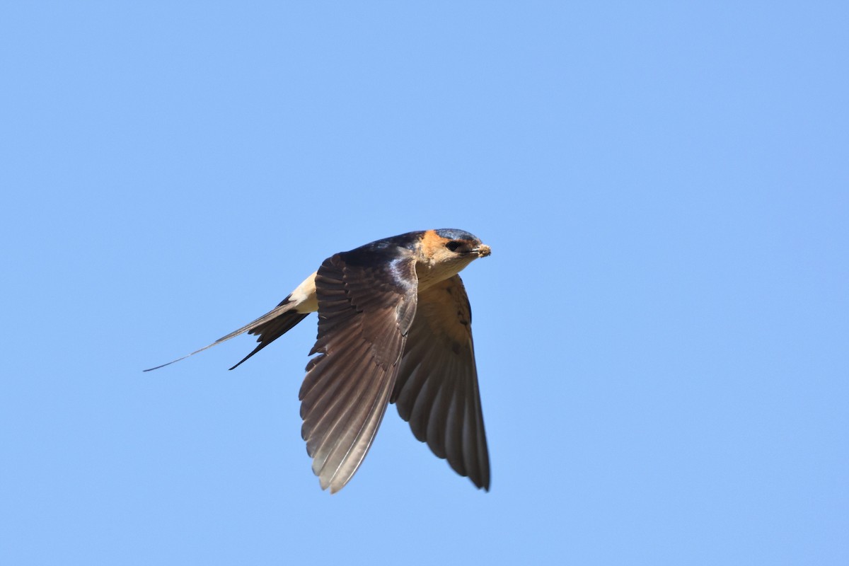 Red-rumped Swallow - Brian Gibbons