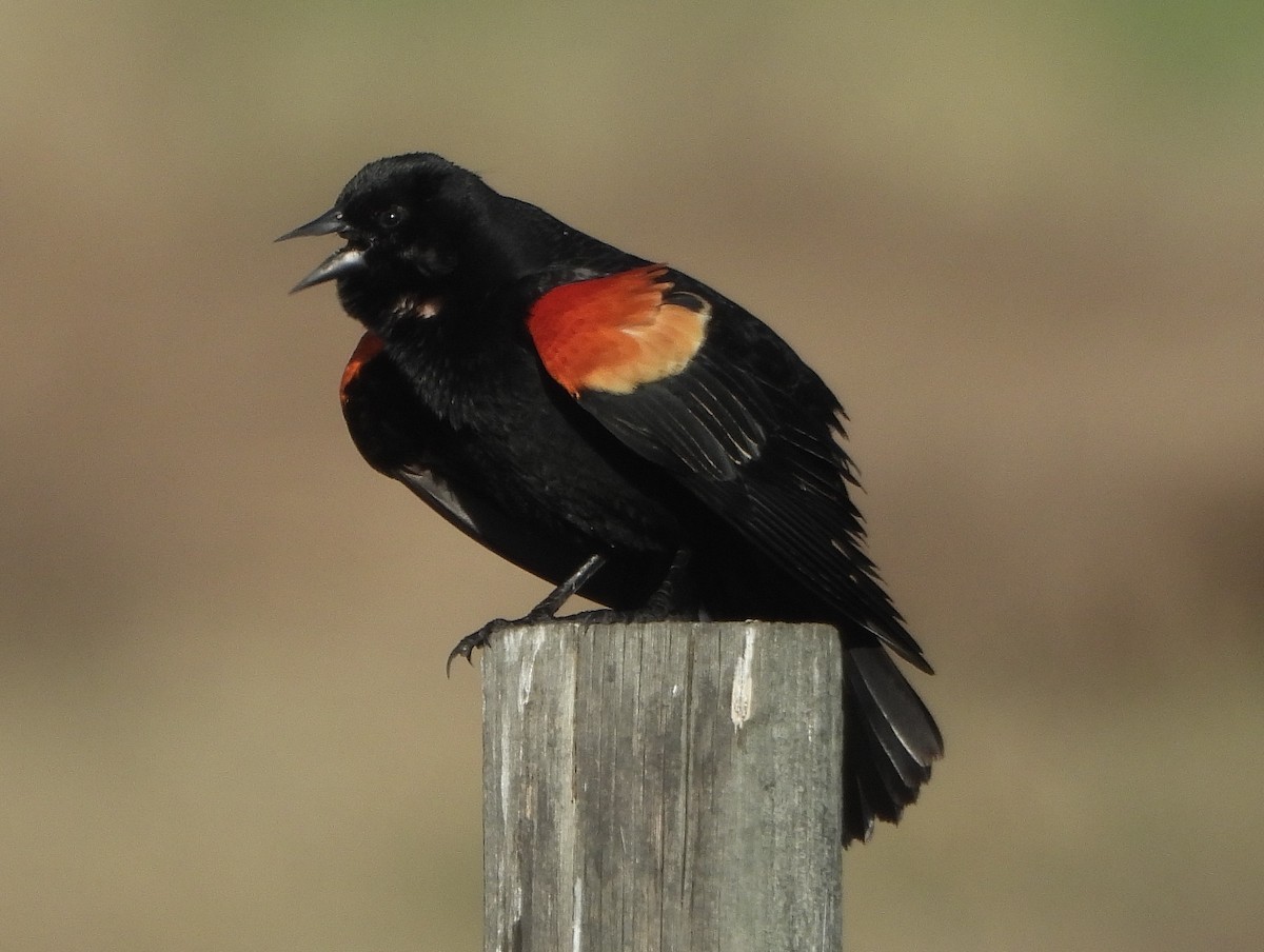 Red-winged Blackbird - ML618041749
