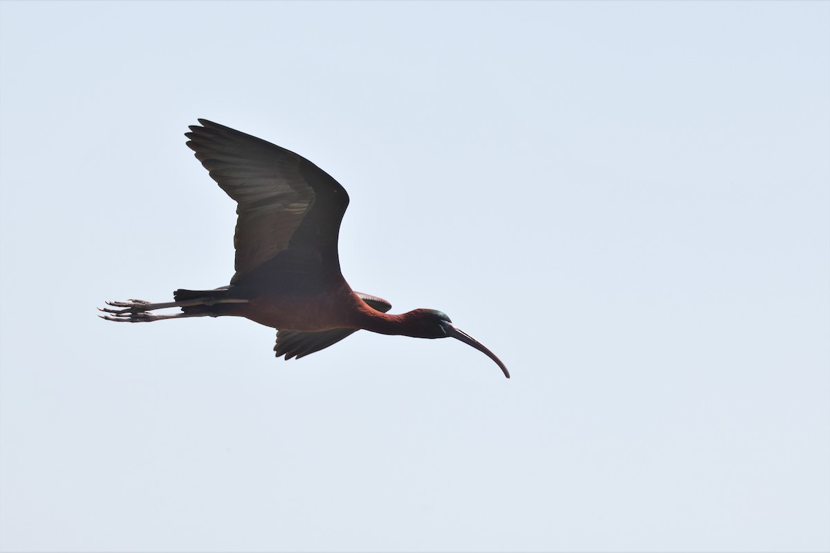 Glossy Ibis - Brian Gibbons