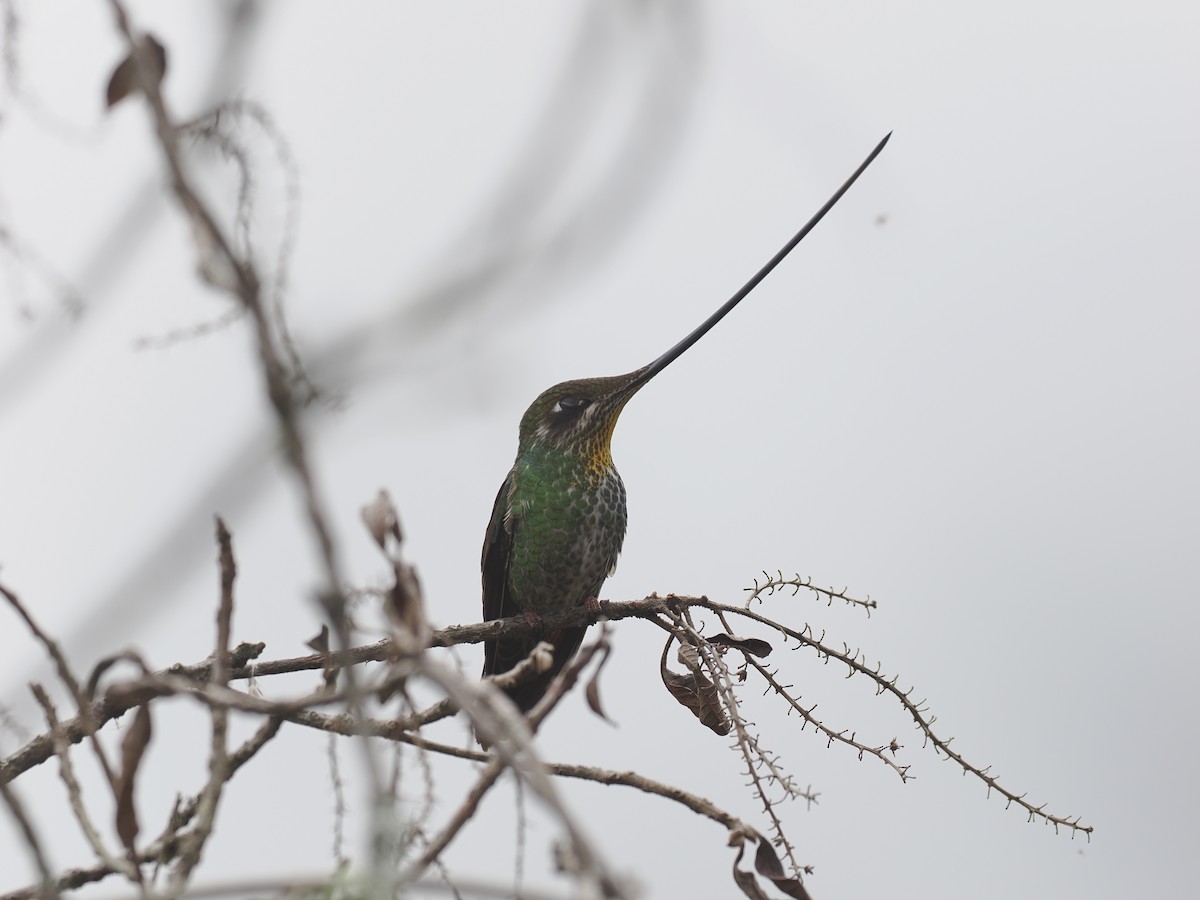 Sword-billed Hummingbird - ML618041757