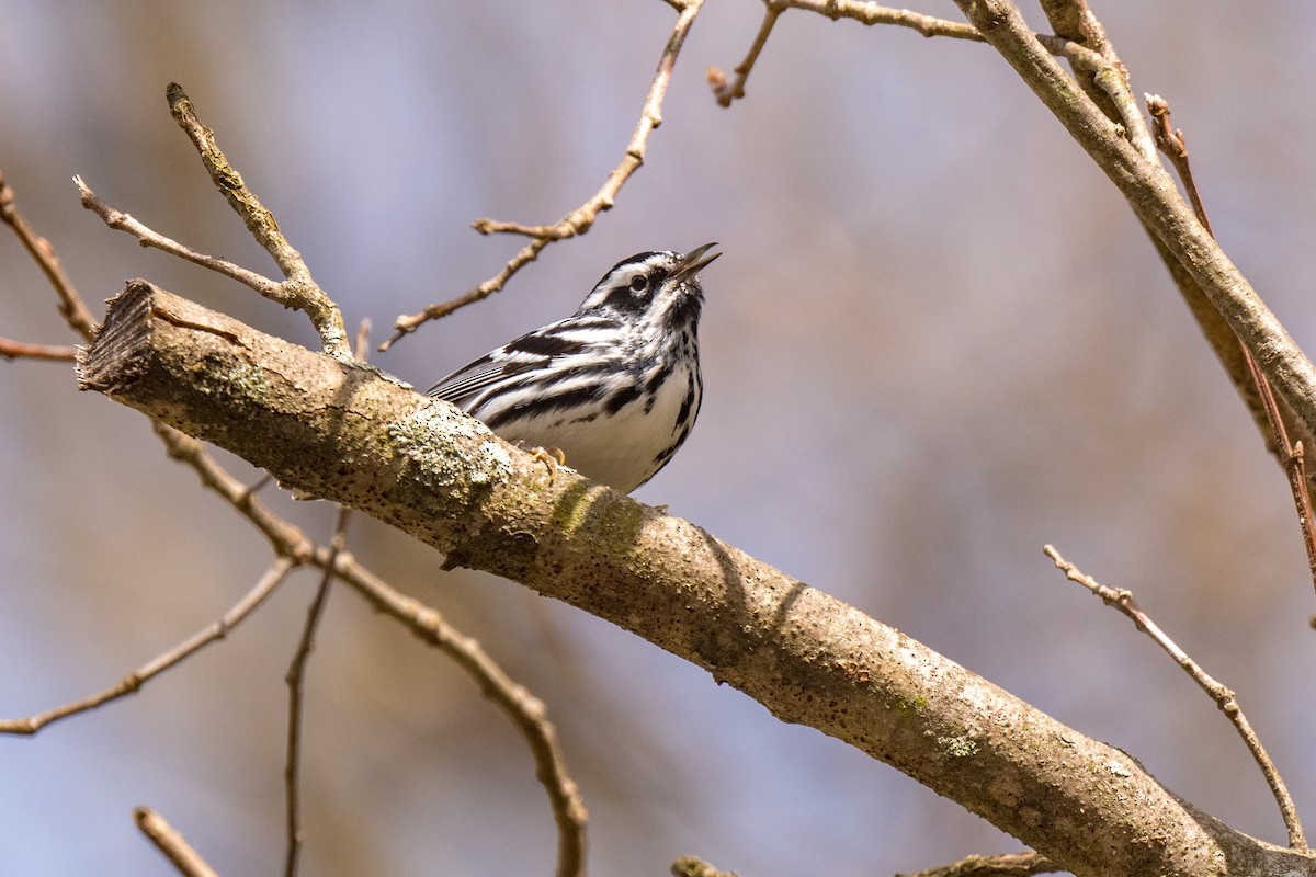Black-and-white Warbler - ML618041759