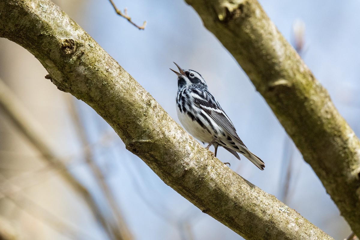 Black-and-white Warbler - ML618041760