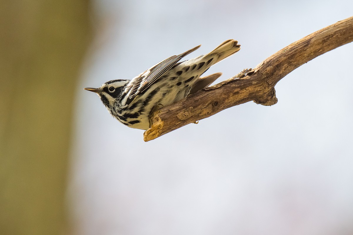 Black-and-white Warbler - ML618041761