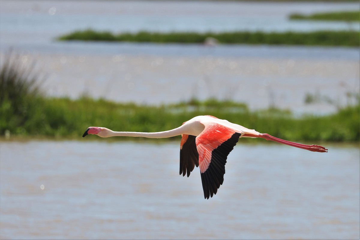 Greater Flamingo - Brian Gibbons