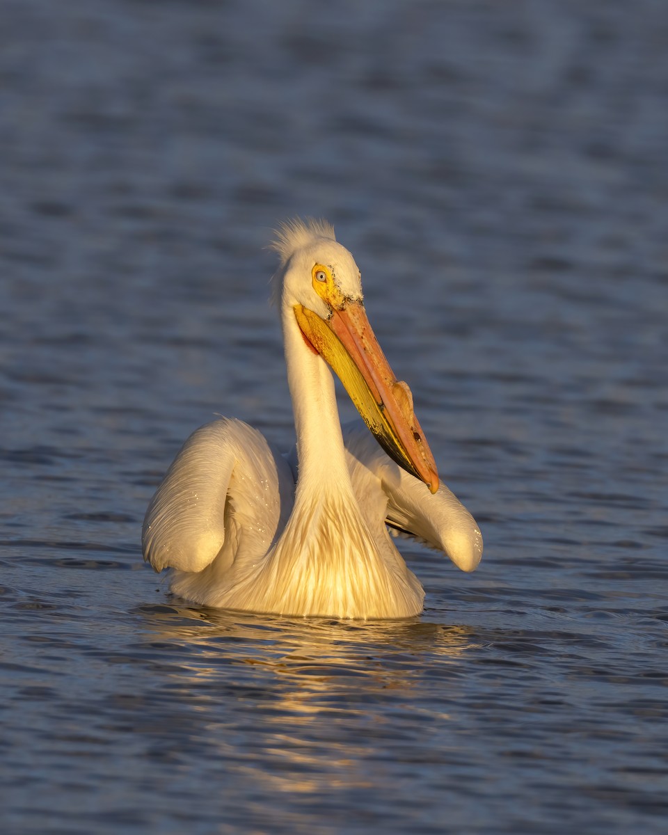 American White Pelican - Don Getty