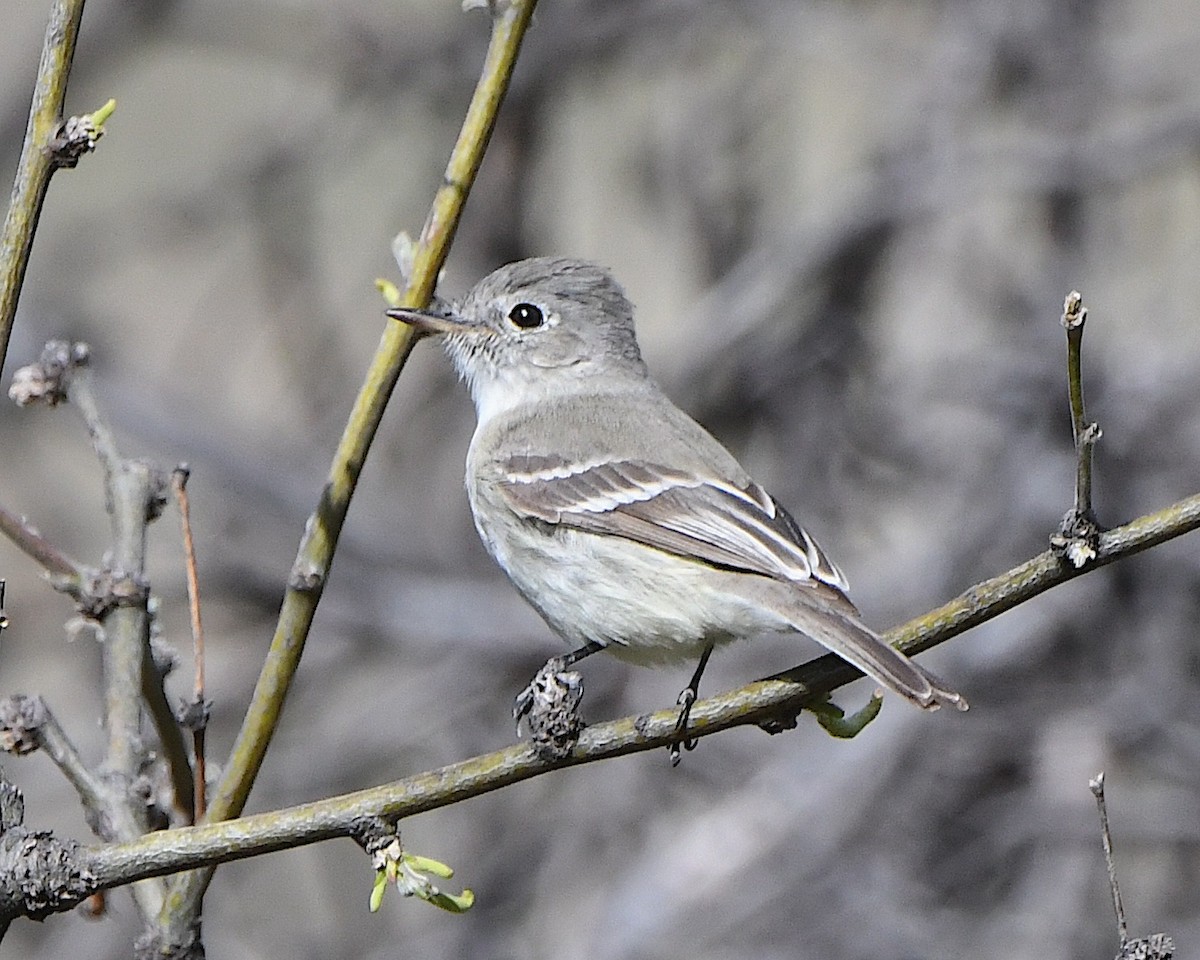 Gray Flycatcher - Ted Wolff