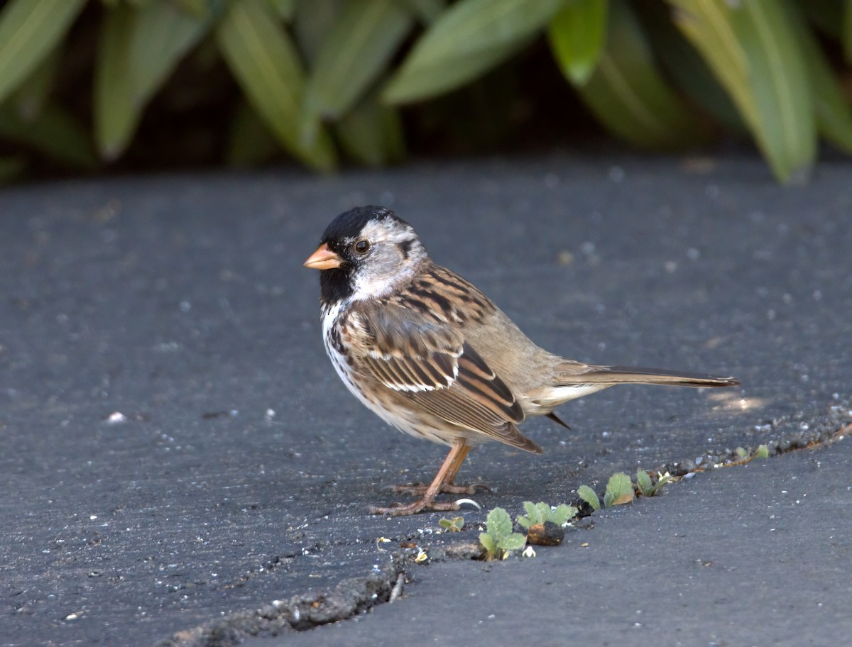 Harris's Sparrow - ML618041818