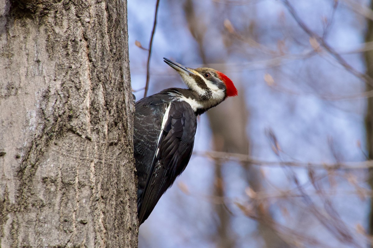 Pileated Woodpecker - ML618041831