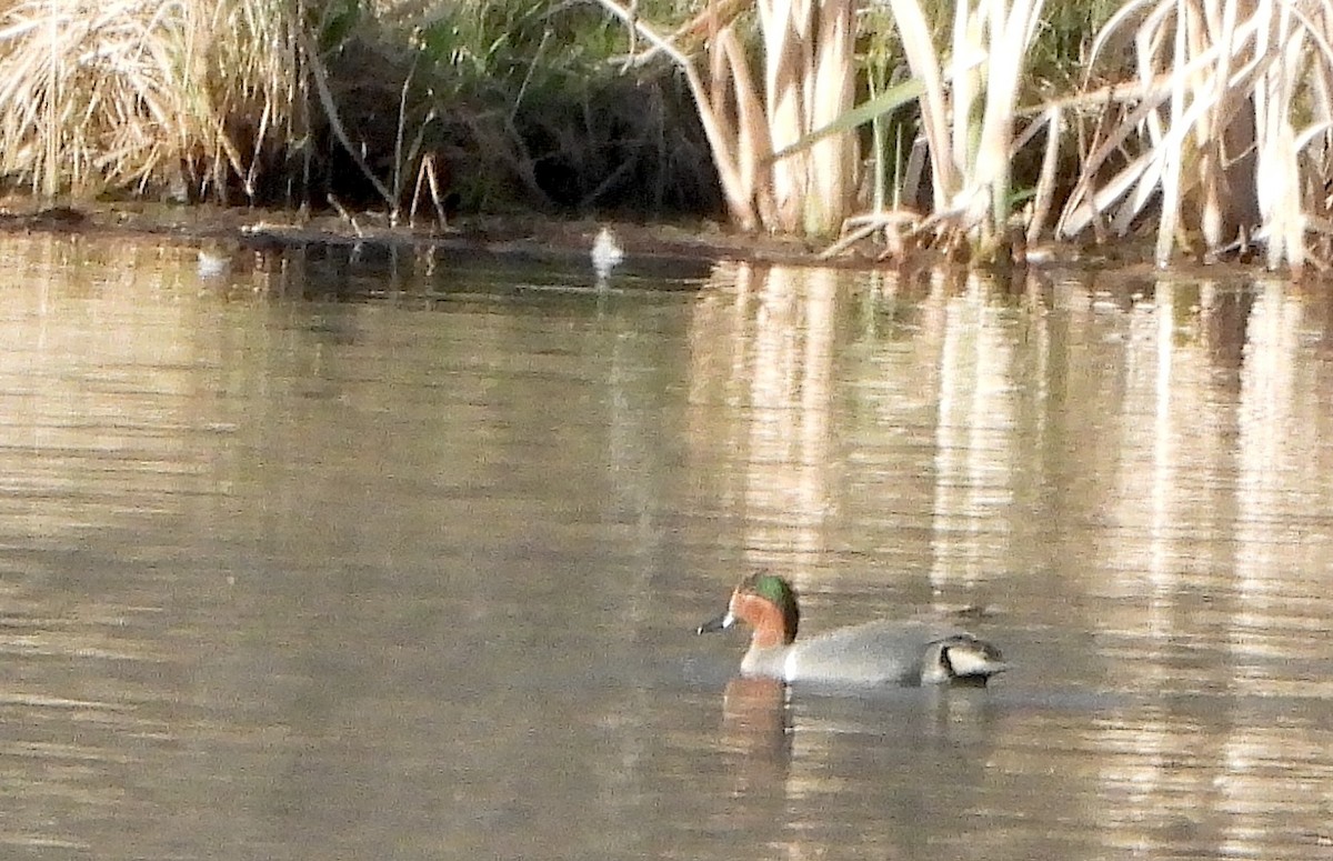 Green-winged Teal - ML618041851