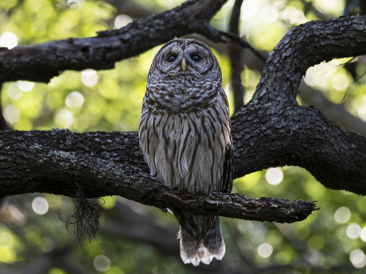 Barred Owl - ML618041861