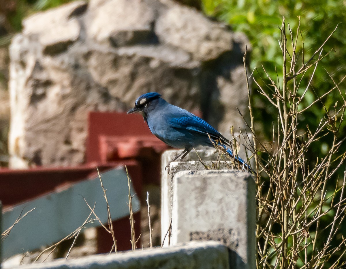 Steller's Jay (Middle American) - ML618041872