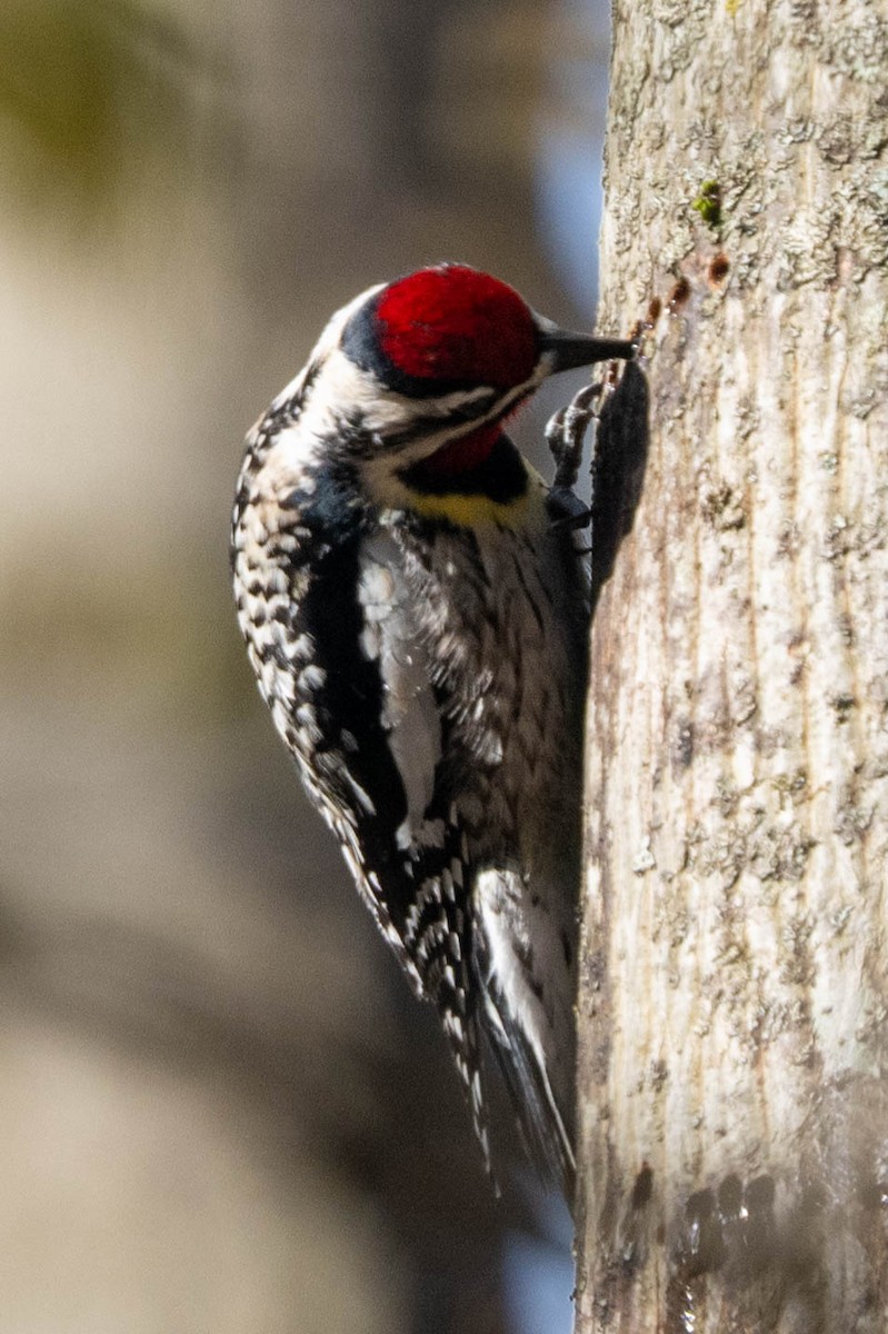 Yellow-bellied Sapsucker - Ted Kavanagh