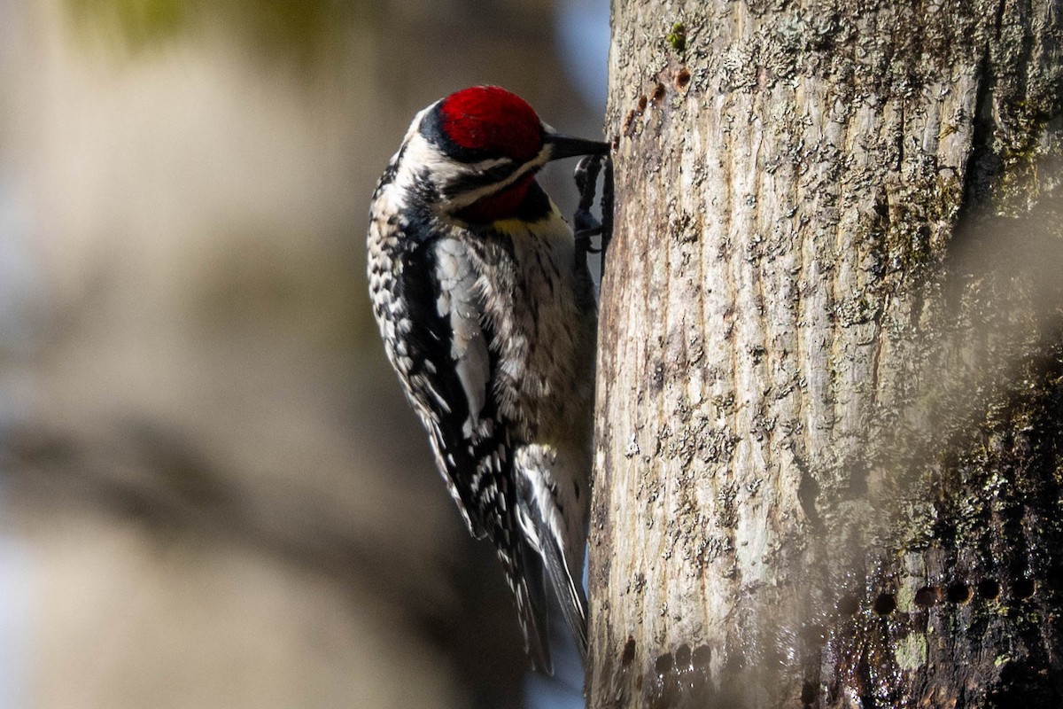 Yellow-bellied Sapsucker - Ted Kavanagh