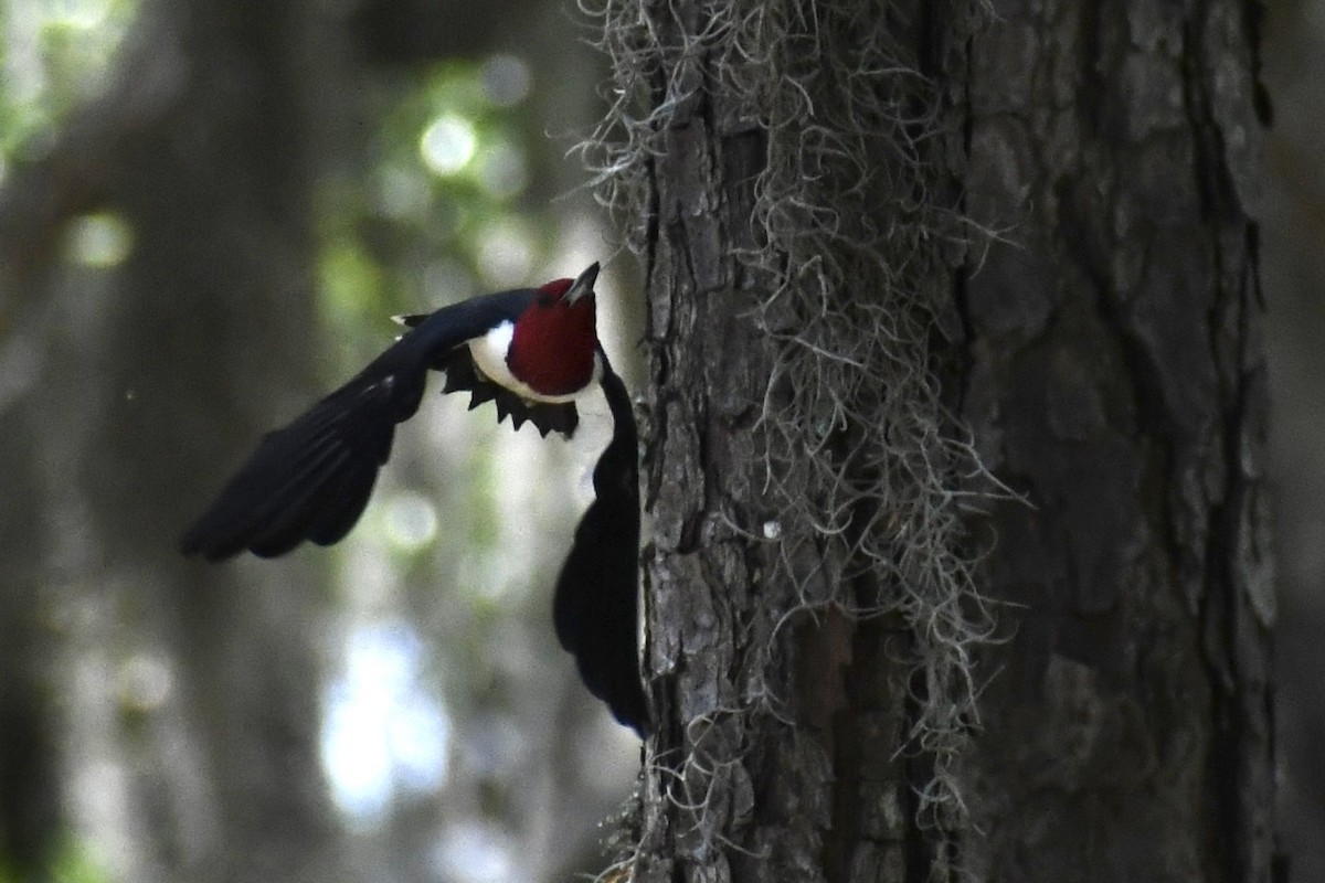 Red-headed Woodpecker - Nick Taylor