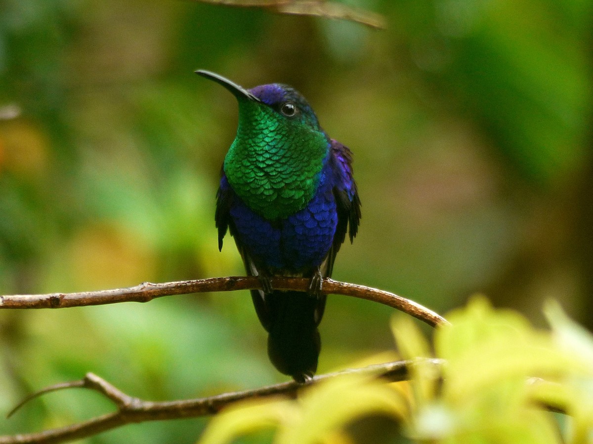 kolibřík vidloocasý (ssp. venusta/townsendi/colombica/rostrifera) - ML618041945