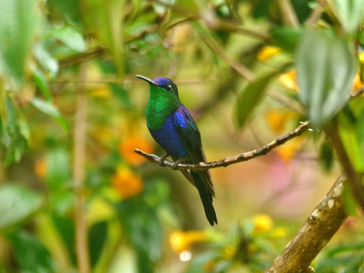 kolibřík vidloocasý (ssp. venusta/townsendi/colombica/rostrifera) - ML618041951