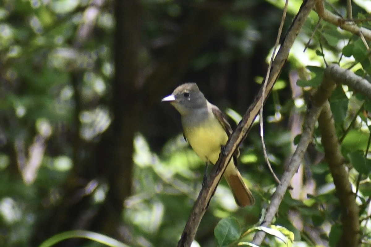 Great Crested Flycatcher - ML618041956