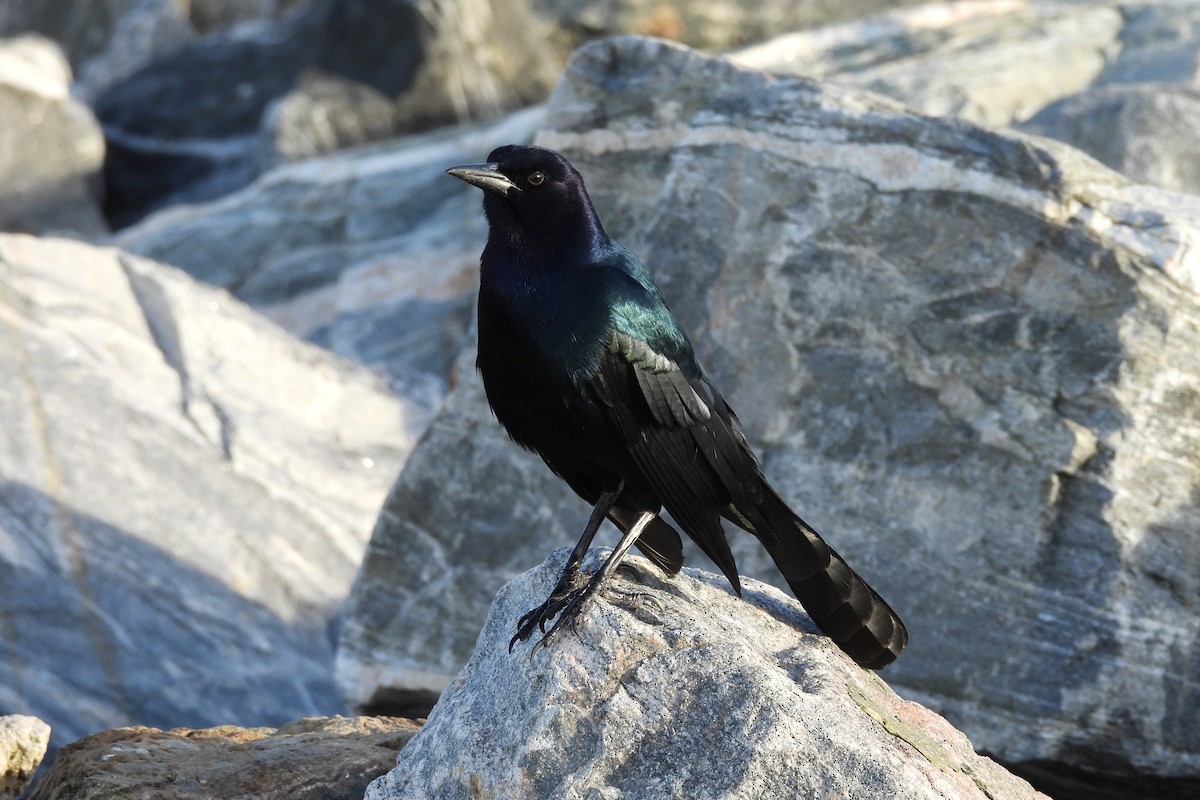 Boat-tailed Grackle - ML618041979