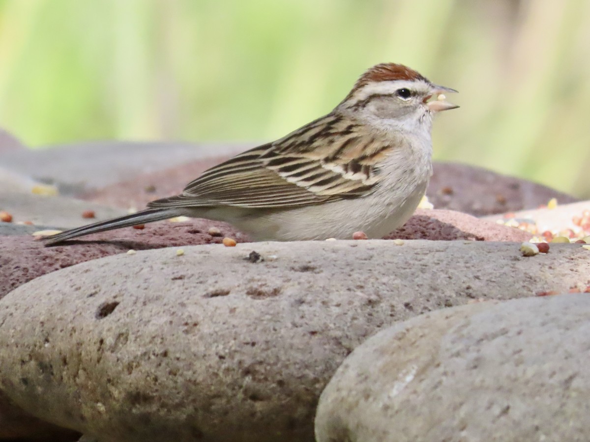 Chipping Sparrow - ML618042009