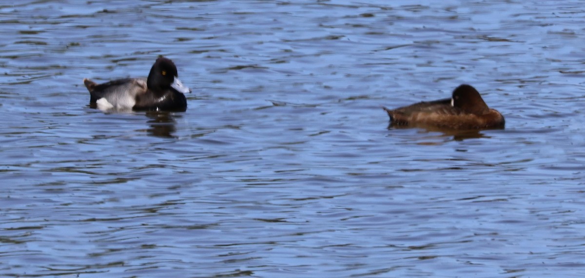 Greater Scaup - ML618042014