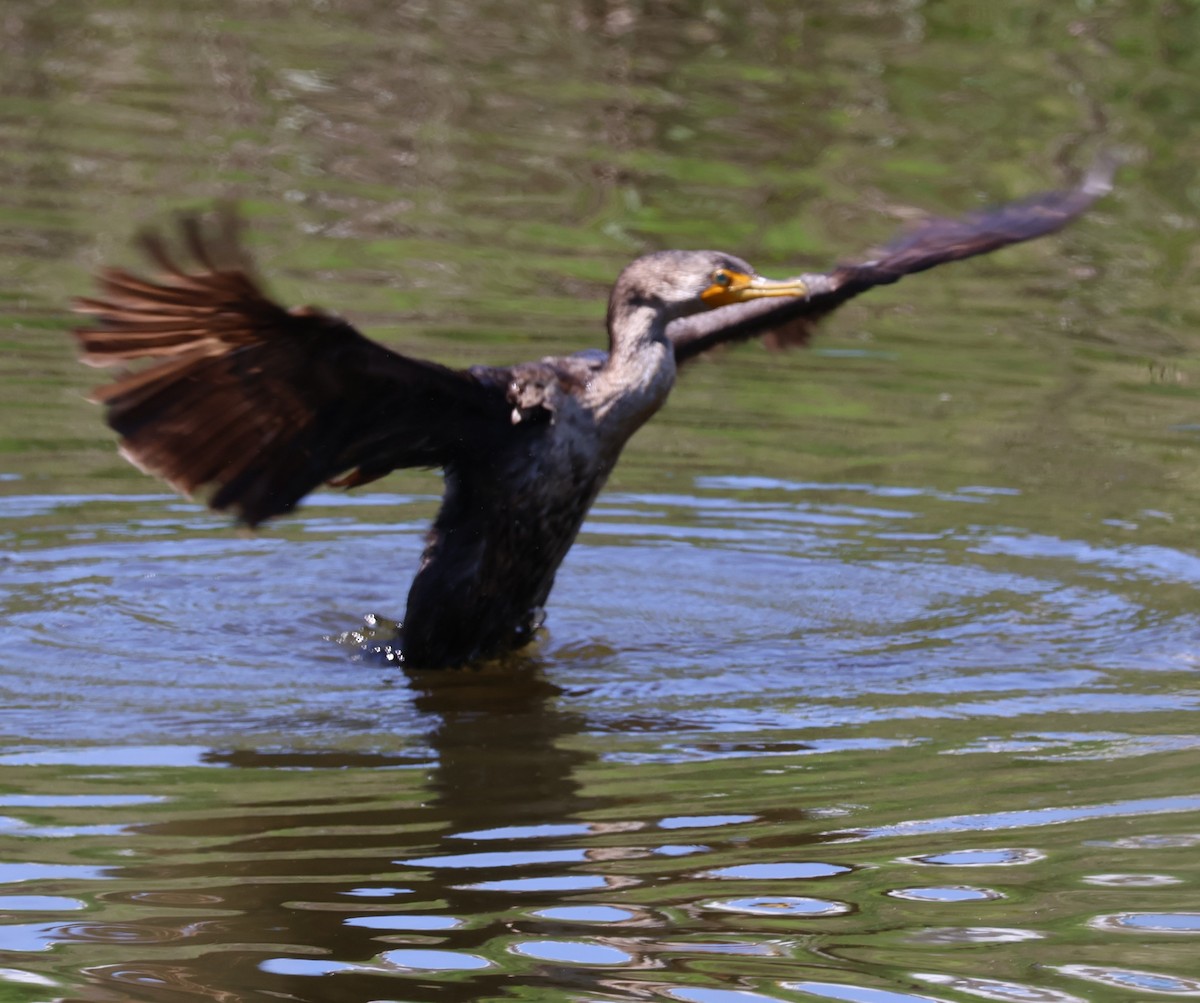 Double-crested Cormorant - Suba S