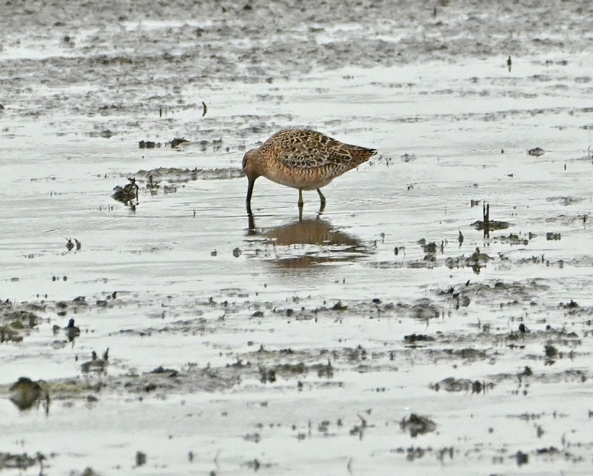 Long-billed Dowitcher - ML618042029
