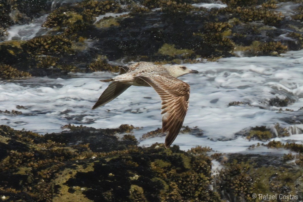 Yellow-legged Gull - Rafael Costas