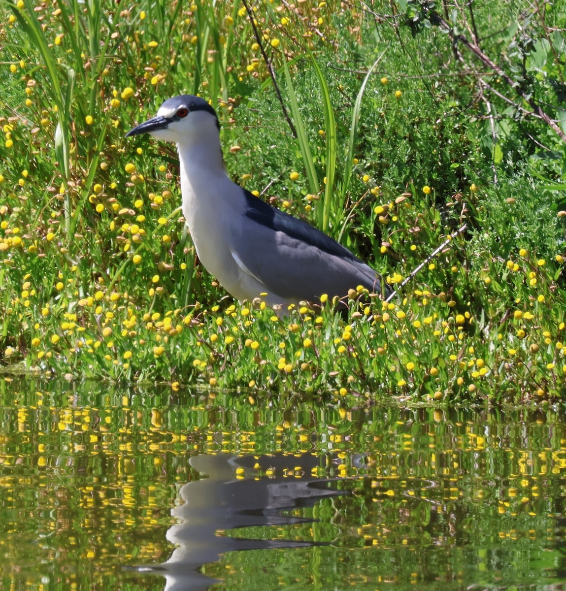 Black-crowned Night Heron - Suba S