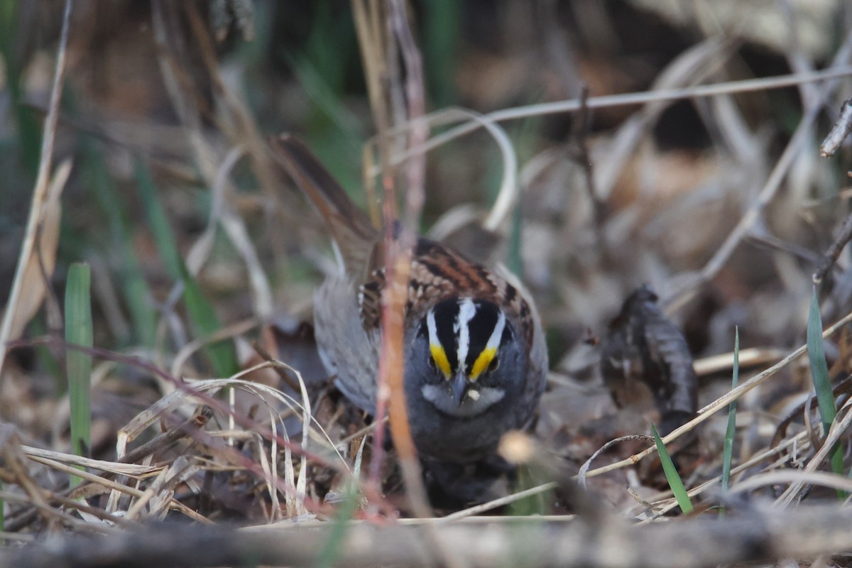 White-throated Sparrow - ML618042057