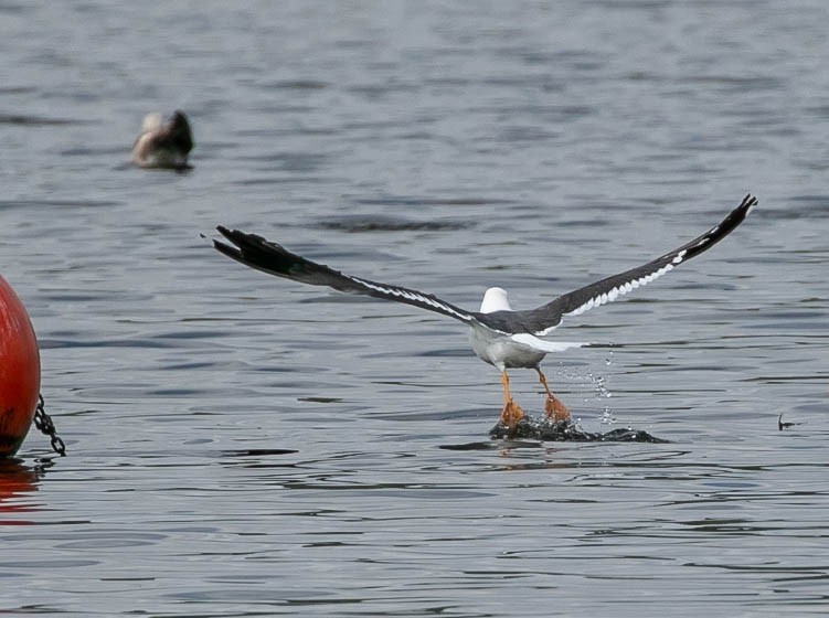 Yellow-footed Gull - Larry Schmahl