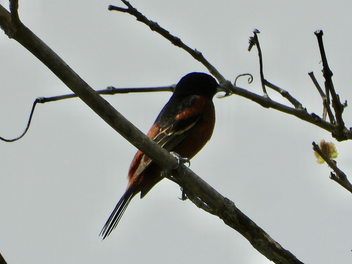 Orchard Oriole - ML618042090