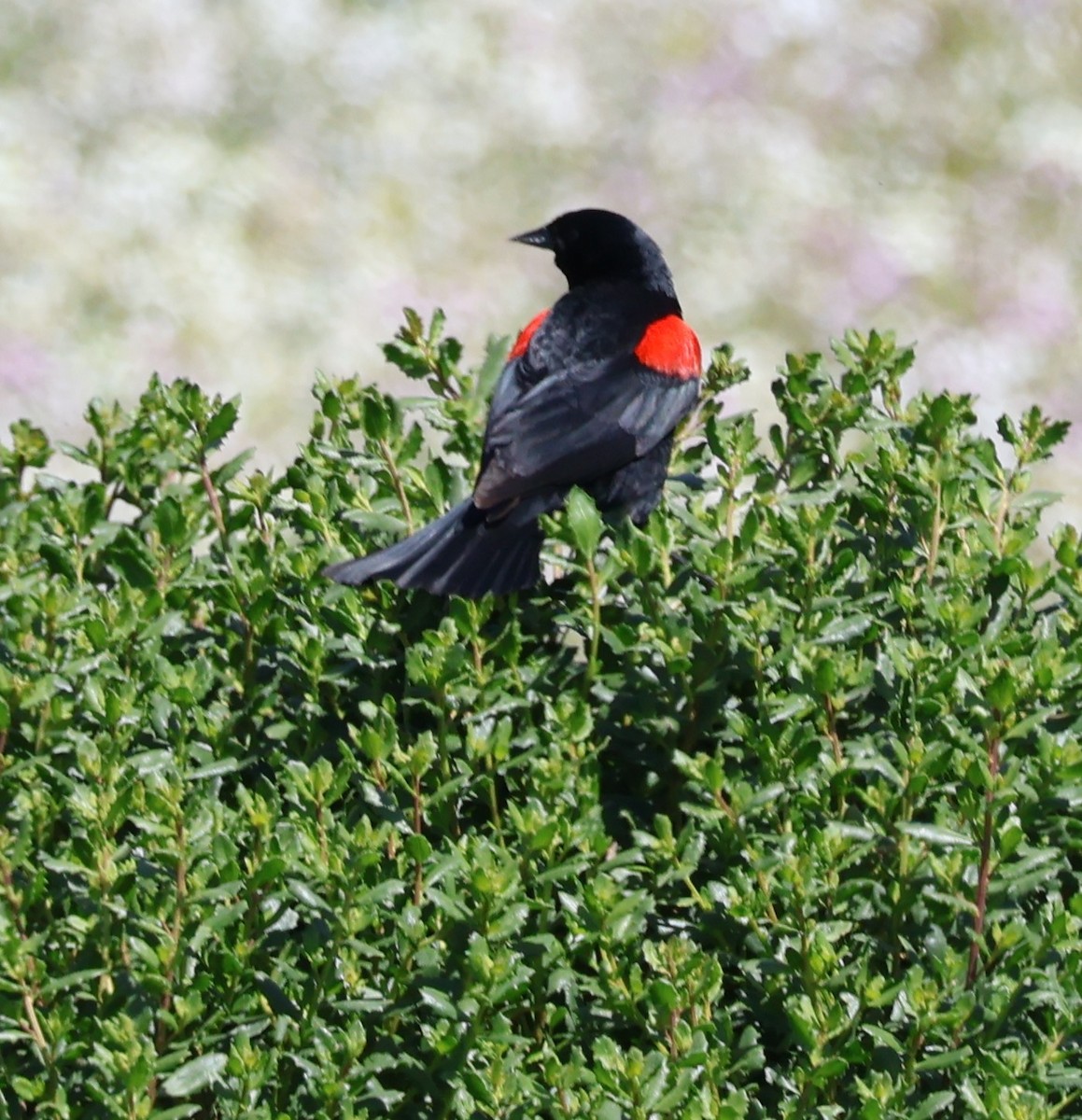 Red-winged Blackbird - Suba S