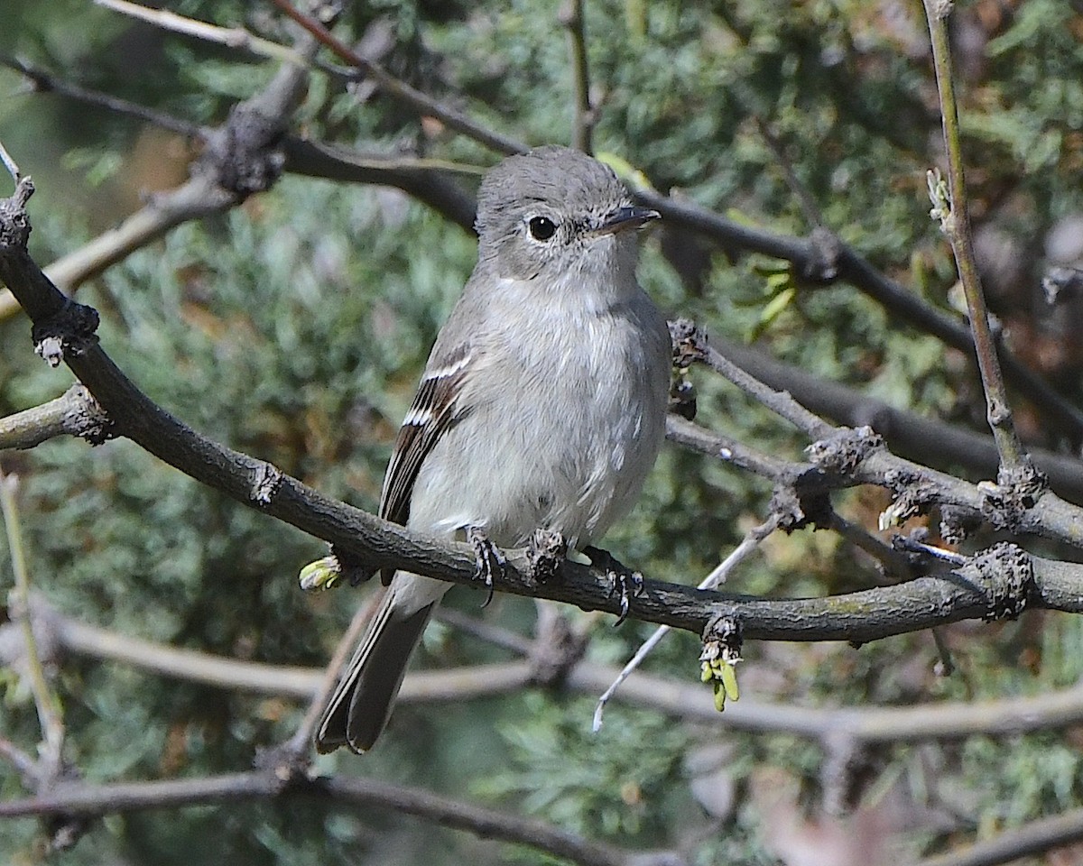 Gray Flycatcher - Ted Wolff