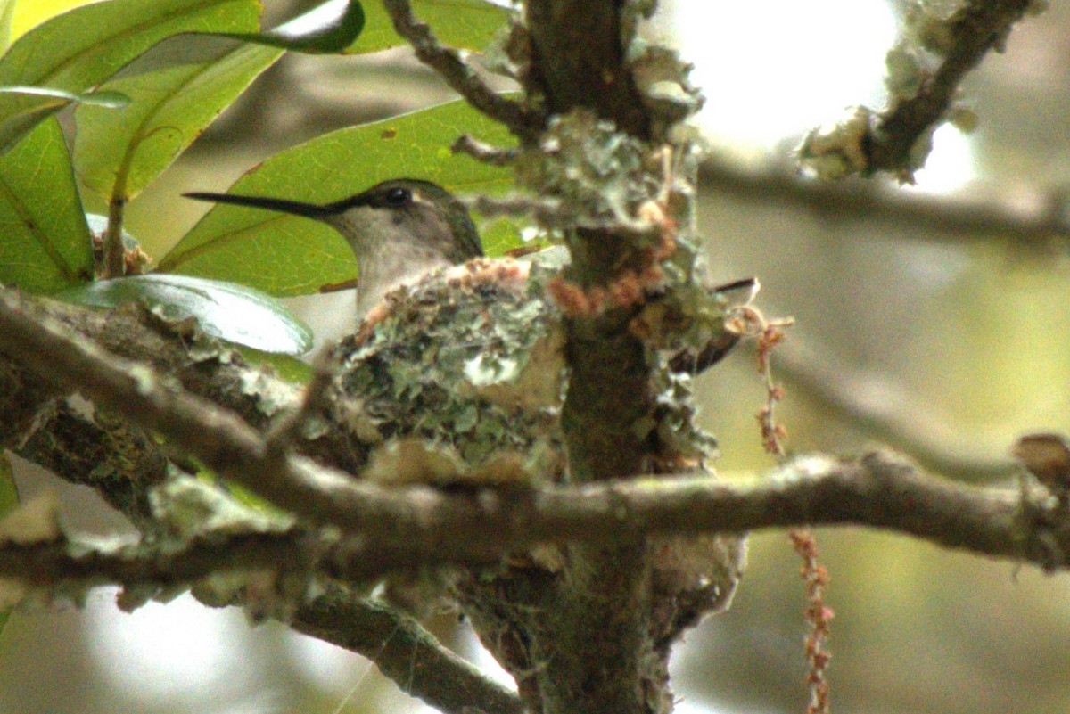 Ruby-throated Hummingbird - Mary Alice HAYWARD