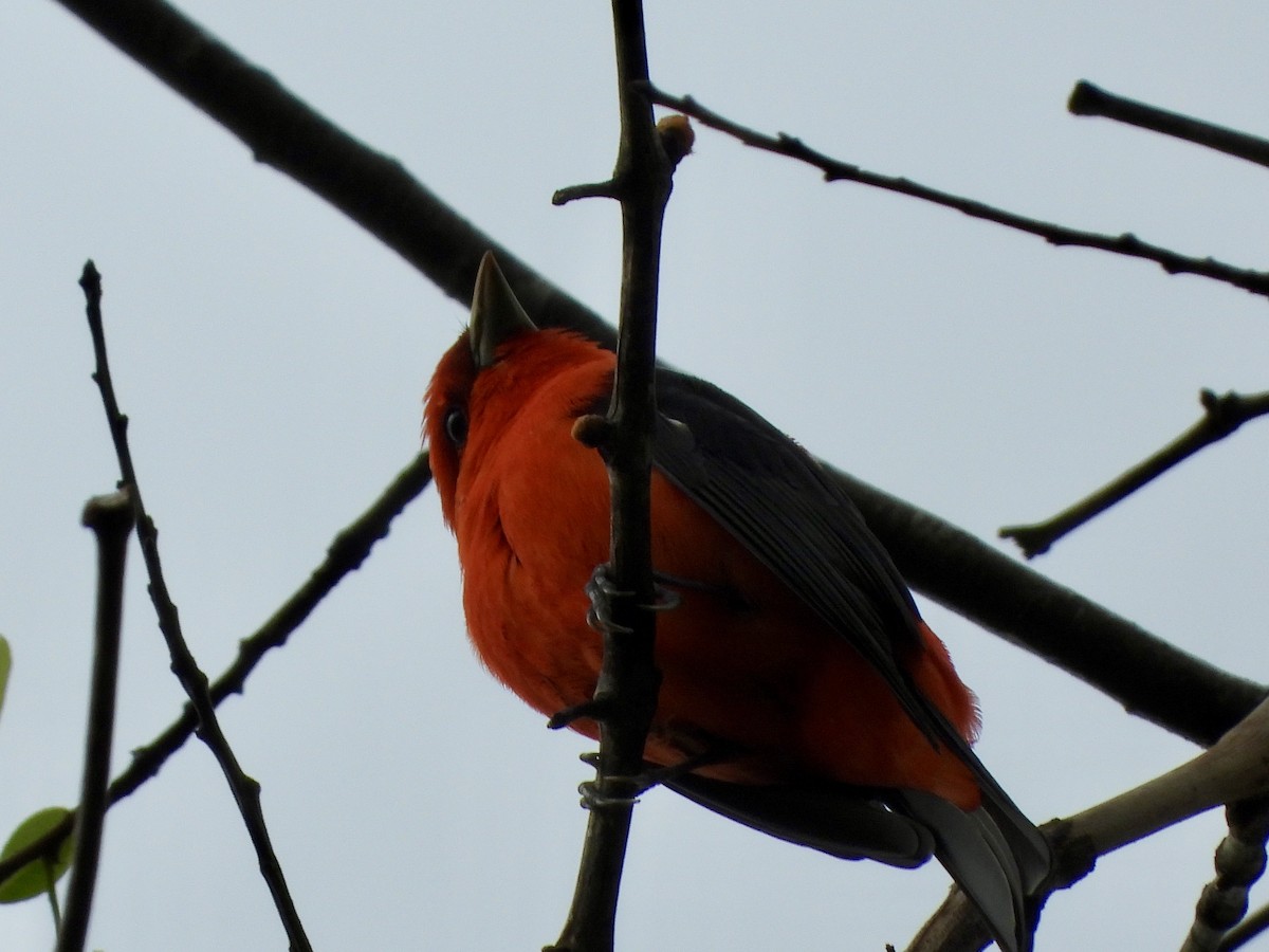 Scarlet Tanager - ML618042138