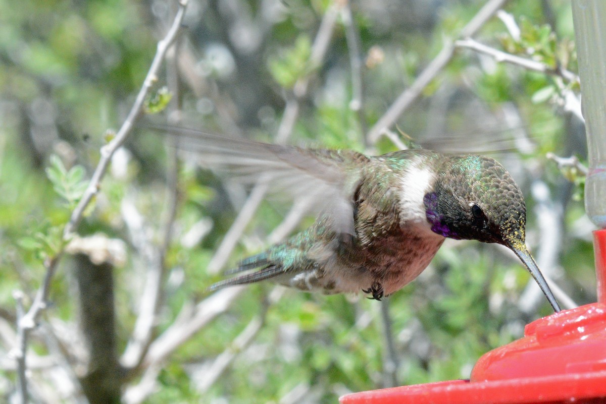 Black-chinned Hummingbird - Michael J Good