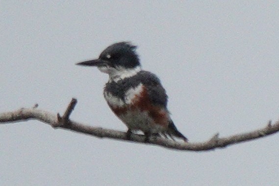 Belted Kingfisher - ML618042165