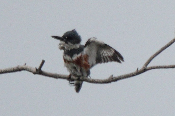 Belted Kingfisher - ML618042166