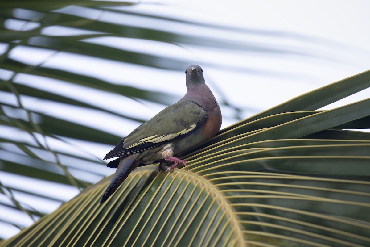 Pink-necked Green-Pigeon - ML618042168