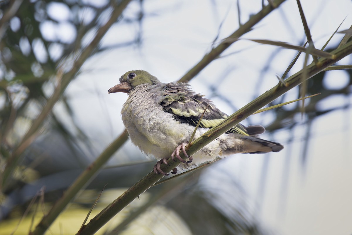 Pink-necked Green-Pigeon - ML618042185