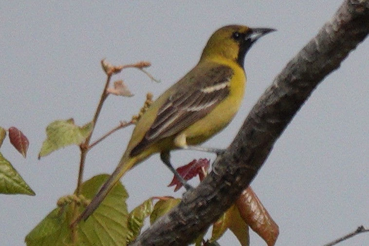 Orchard Oriole - ML618042187