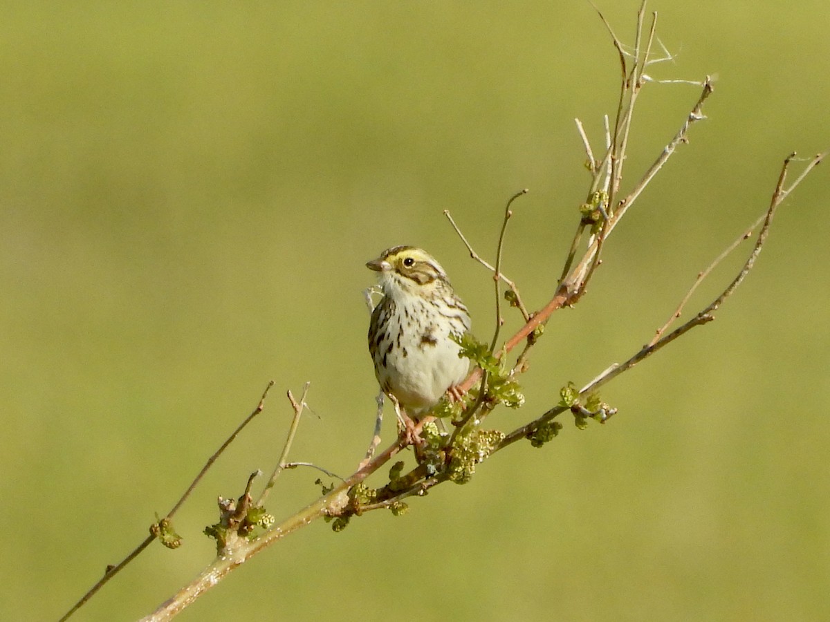 Savannah Sparrow - ML618042189